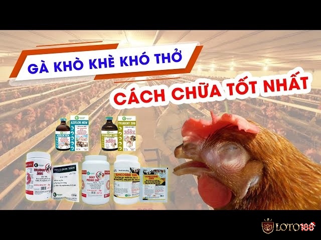 Thời gian điều trị khò khè ở gà chọi kéo dài bao lâu?
