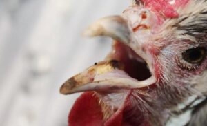 Cách chữa gà chọi bị khò khè hiệu quả dành cho sư kê
