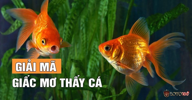 Giải mộng giấc mơ thấy cá chi tiết nhất 