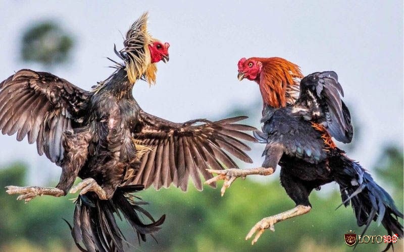 Trong kinh nghiệm đá gà chia sẻ cần chú ý đặc điểm ngoại hình để chọn gà chiến chất lượng