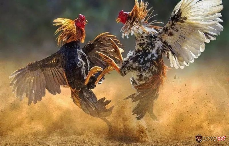 Huấn luyện gà chiến là một nghệ thuật đòi hỏi sự kiên nhẫn và hiểu biết sâu sắc