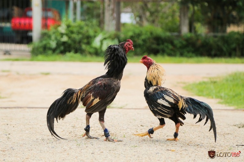 Cần tìm hiểu về đặc điểm, sở trường và điểm yếu của gà đối phương