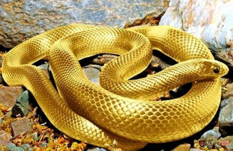 Giấc mơ thấy rắn vàng mang đến những điềm báo về sự may mắn đến với bạn