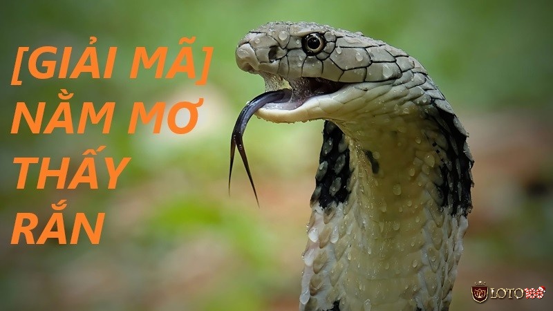 Giải nghĩa giấc mơ thấy rắn cùng với điềm báo cũng như các con số may mắn liên quan đến nó