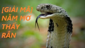Giải nghĩa giấc mơ thấy rắn: Điềm báo gì? Đánh số bao nhiêu?