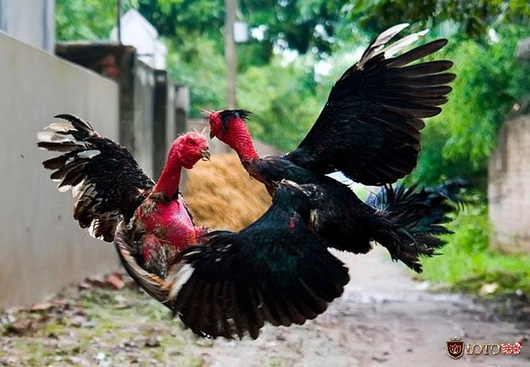 Đá gà chuyên nghiệp phản ánh đam mê nhưng gắn với cá cược lại vi phạm pháp luật và gây hệ lụy xã hội