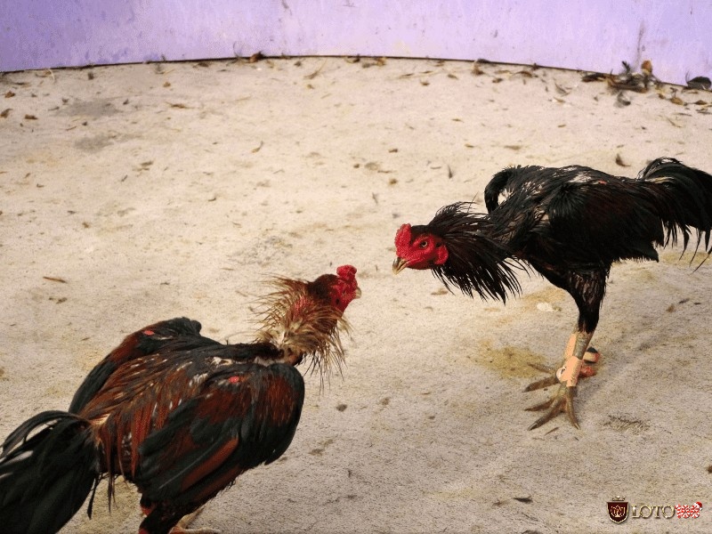 Luật pháp và cộng đồng ngày càng quan tâm đến việc bảo vệ động vật, phản đối hành vi bạo lực trong đá gà