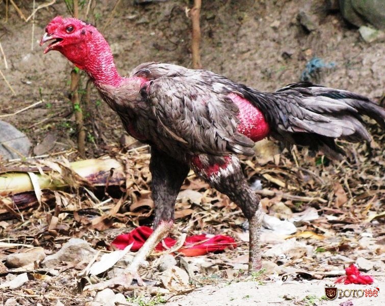 Bộ luật Hình sự và Nghị định liên quan quy định rõ khung hình phạt với hành vi tổ chức hoặc tham gia đá gà