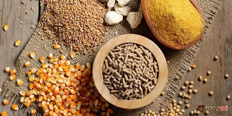 Giống nòi, chế độ ăn, huấn luyện và chăm sóc y tế là nền tảng để tạo nên một chiến kê thực thụ