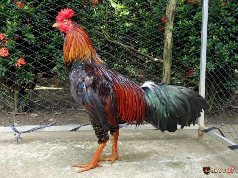 Đá gà ăn tiền dễ dẫn đến nợ nần, tan vỡ gia đình và kéo theo nhiều hệ lụy tiêu cực trong xã hội