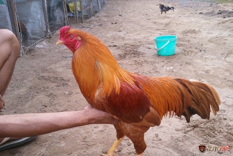 Gà Peru và gà Mỹ – hai giống chiến kê nổi tiếng về tốc độ, sức mạnh và khả năng ra đòn hiểm.