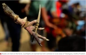 Đá gà cựa sắt là gì? Góc nhìn toàn diện về bộ môn thú vị này