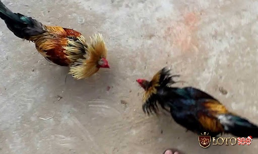 Tìm hiểu luật chơi đá gà tre là gì giúp bạn hiểu rõ hơn về hình thức đá gà hấp dẫn này