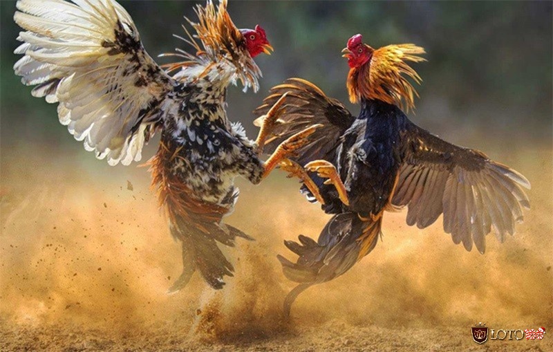 Kèo cược hòa mặc dù ít xuất hiện nhưng lại mang đến cho người chơi một tỷ lệ trả thưởng cao và hấp dẫn