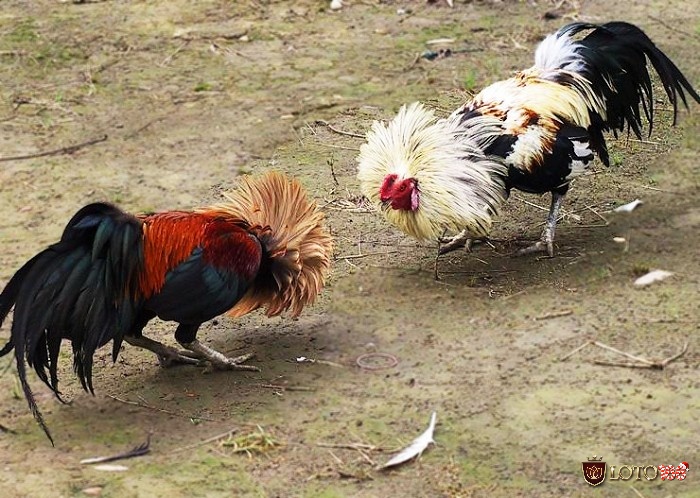 Tìm hiểu đá gà tre là gì cùng các kinh nghiệm chơi đá gà tre hiệu quả nhất